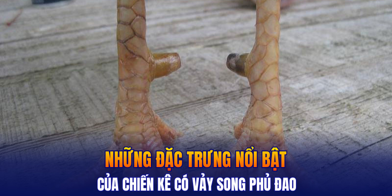 Những đặc trưng nổi bật của chiến kê có vảy song phủ đao